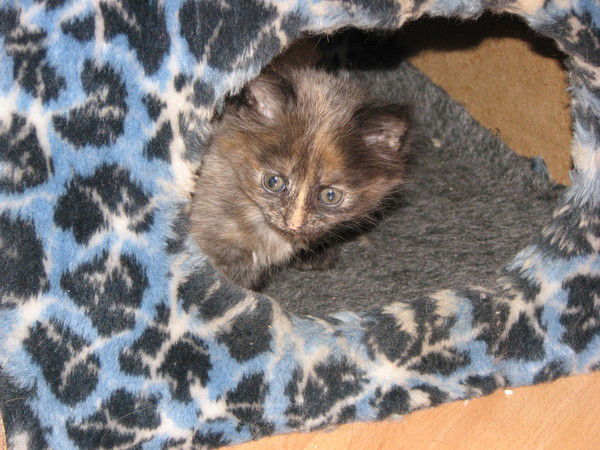 Наталья Чеботарёва