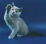 Вера Рыльская