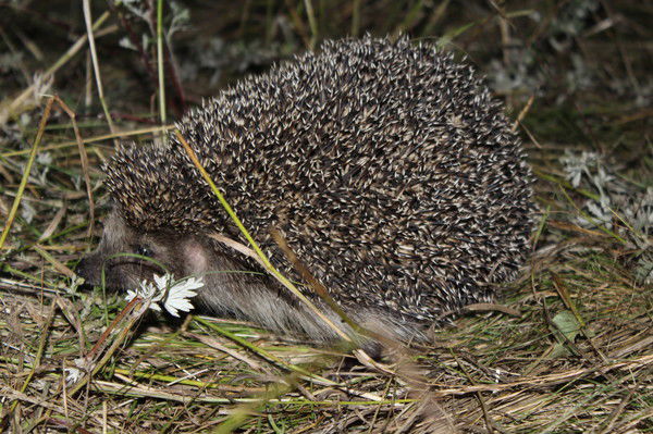 Елена Даниленко