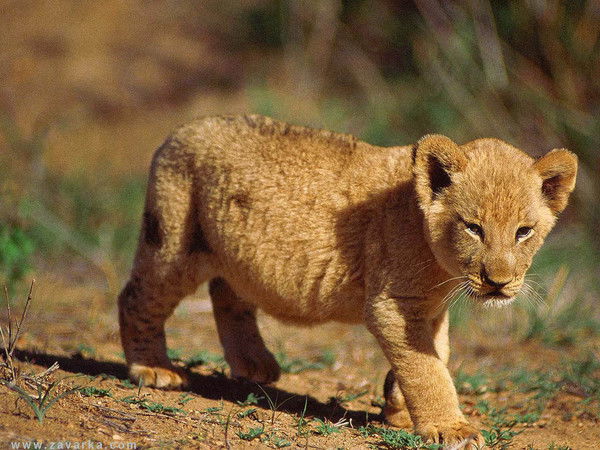 Асхат Гапбасов