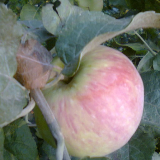 Светлана Константинова