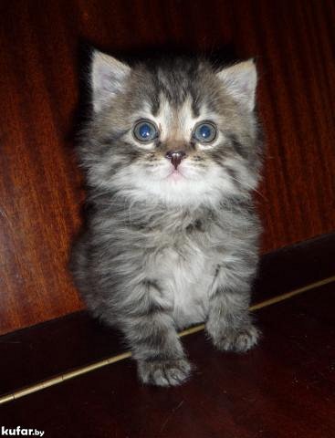 Татьяна Мороз