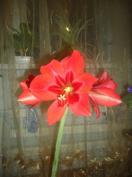 Амариллиус Цветочный