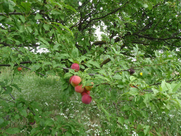 Галина Пудова
