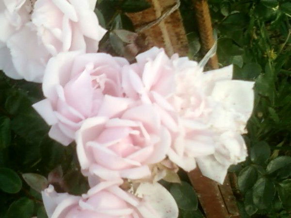 Регина Сторожева