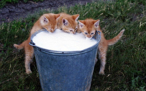 Таша Петренко