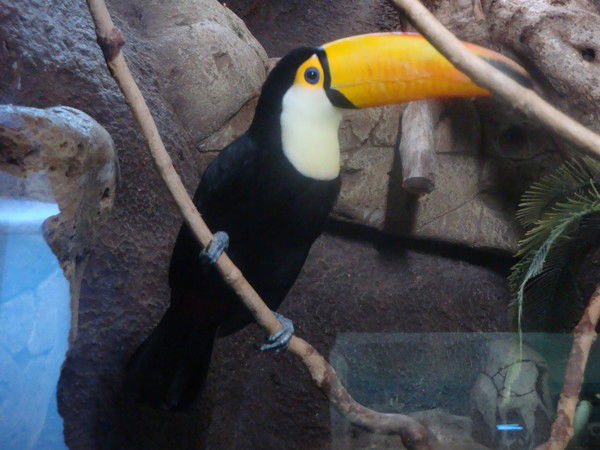 Анастасия Анастасия