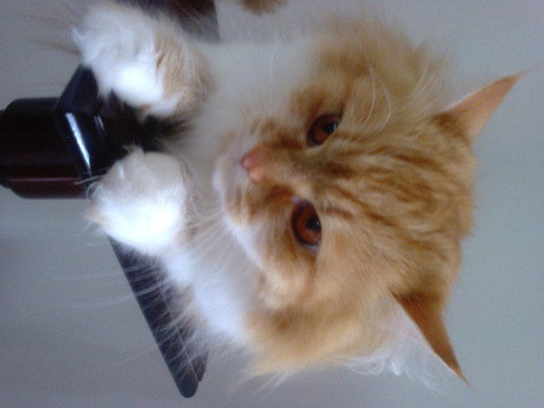 Миша Мелехов