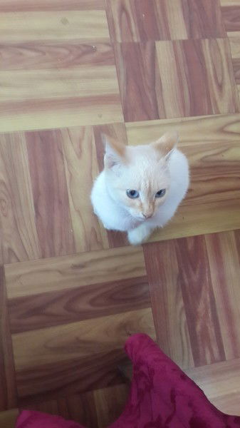 Алия Бектемирова