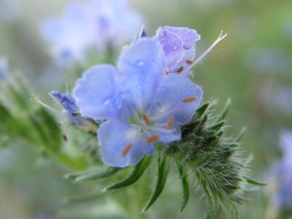 Алексей Барский