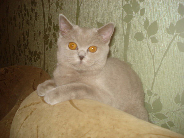 Кира Ефимова