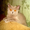 Кира Ефимова