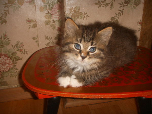 Вера Артышко