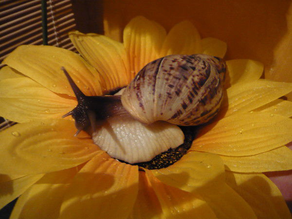 Ольга Брайловская