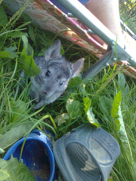 Елена Шибанова