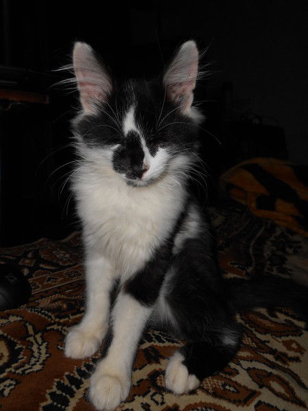 Алексей Губарев