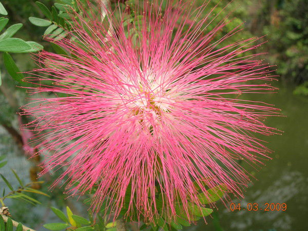 Тарасова Ирина