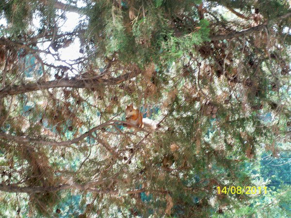 Алена Демина