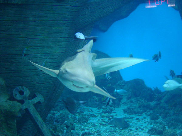 Алла Парамонова