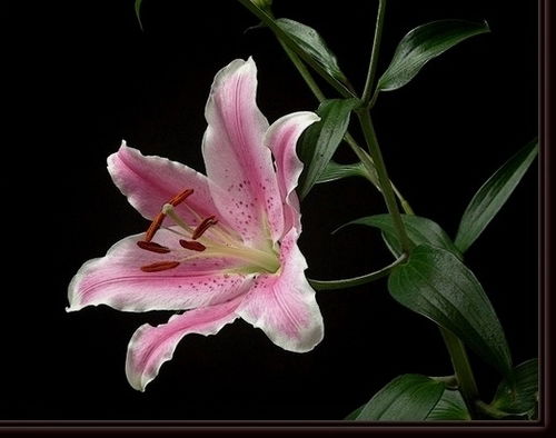 Елена Елена