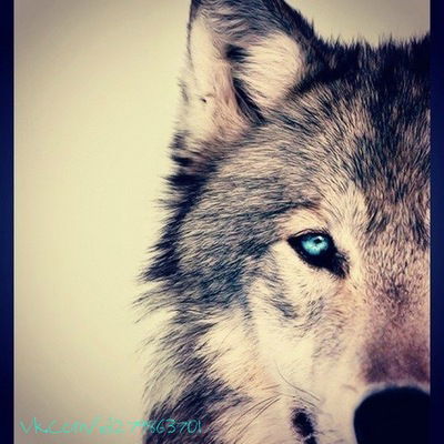 Вадим Андриянов