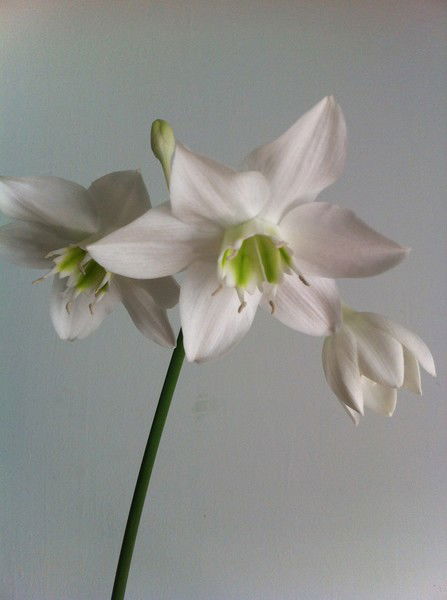 Оксана Белицкая