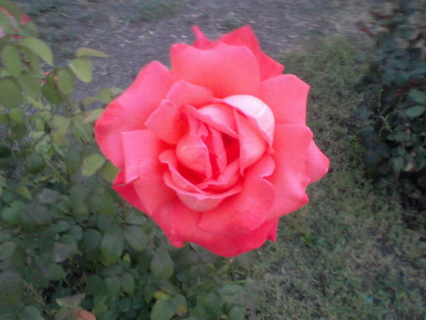 Ира Коновалова