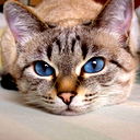 Nell
