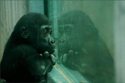 Ирина Бобкова