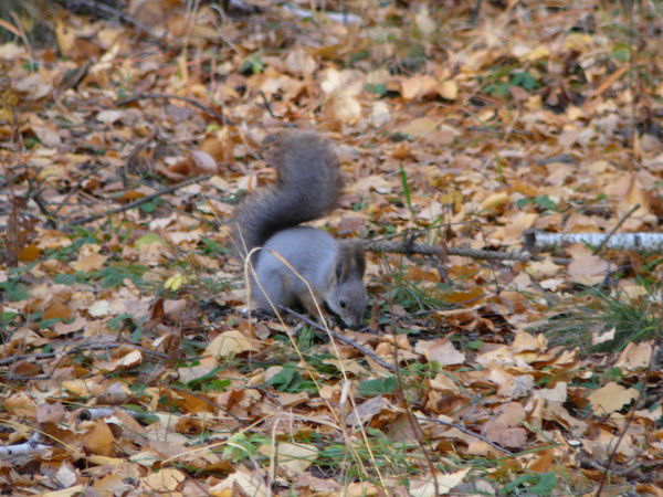 Елена Белкина