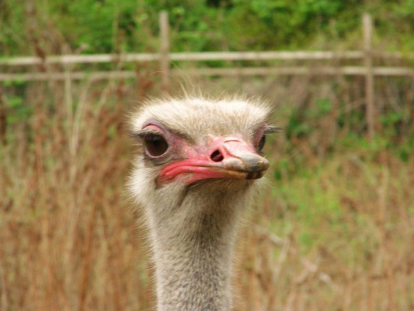 Асият Омарова