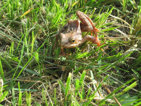 Берстенёва Александра