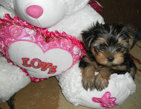 Людмила Струкова