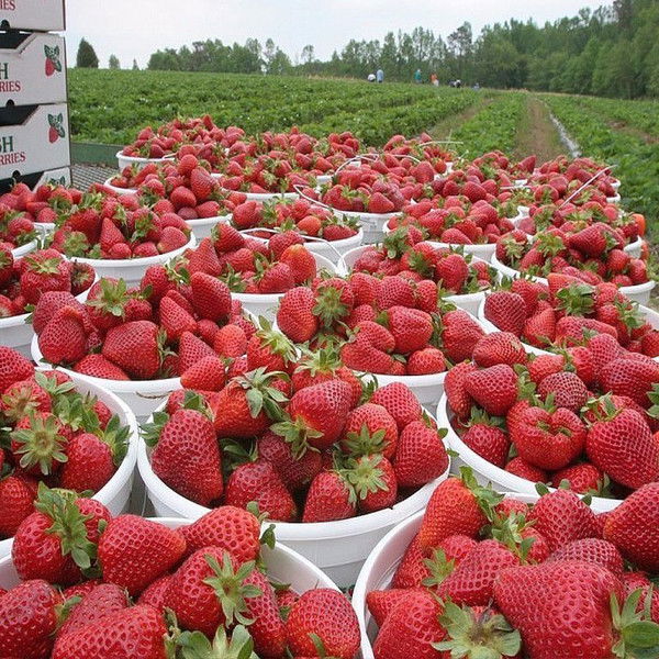 Елена Рукавицына