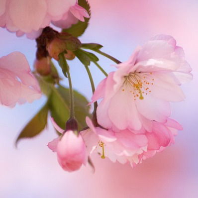 Юлия Томина