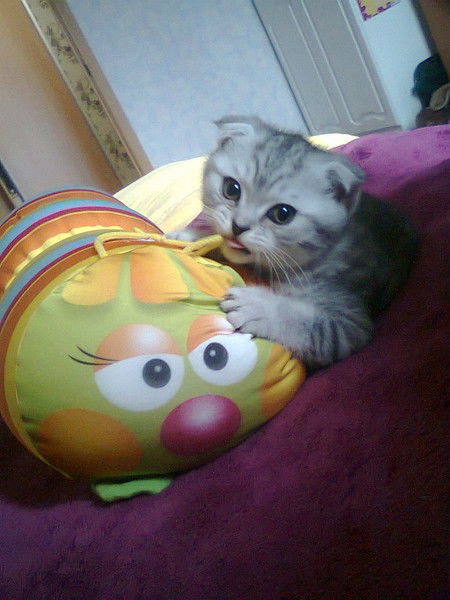 Наталья Семяшкина