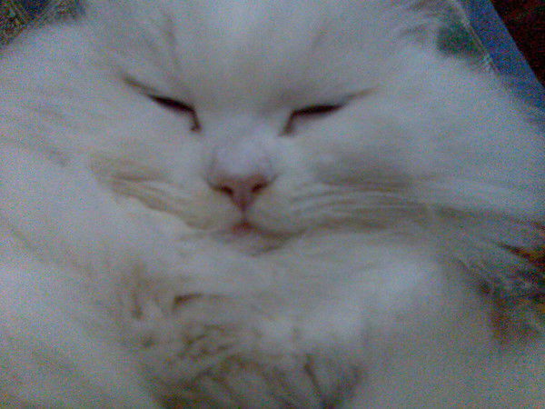 Снежный Барс