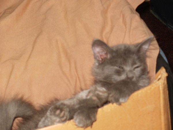 Алексей Петров