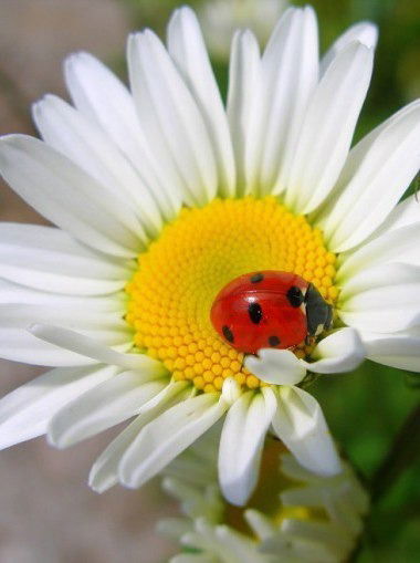 Ирина Викторовна