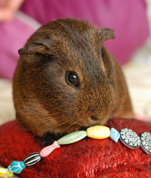 Полина Чиркова