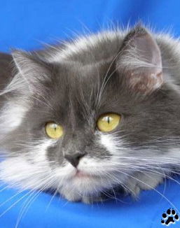 Макс Яворський