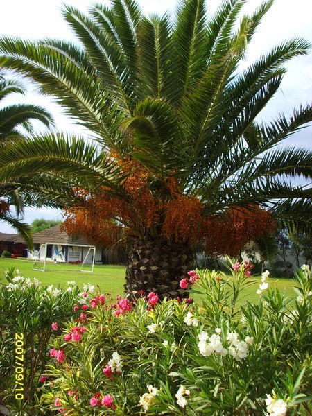 Марина Петрова