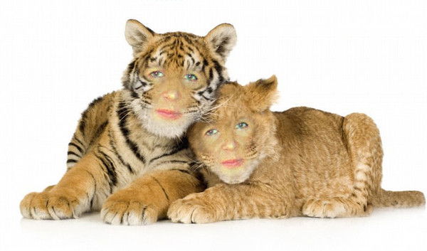 Виталий Стейч