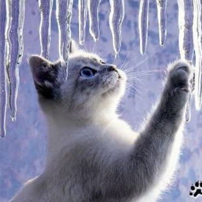 Анастасия Белка