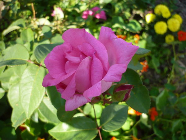 Лидия Николаевна