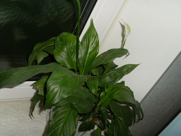 Наталья Уйманова