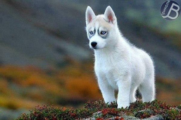 Анна Королева