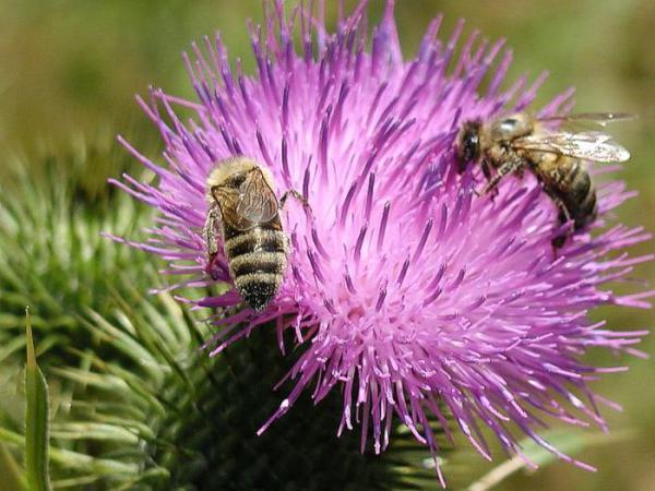 Захар Михайлов