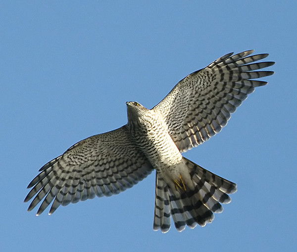 Ирина Соколова