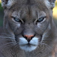 Диана Мхитарян